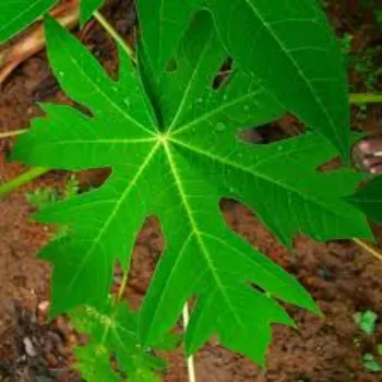 Papaya Plant